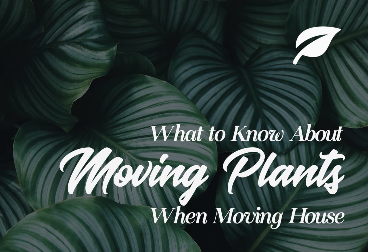 What to Know About Moving Plants When Moving House